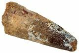 Fossil Spinosaurus Tooth - Real Dinosaur Tooth #326268-1